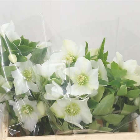 Hellebores Queens White