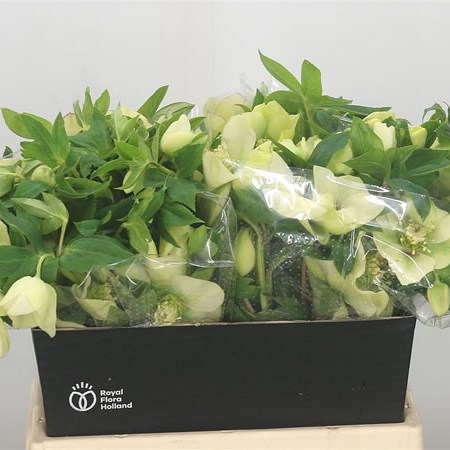 Hellebores Queens Yellow