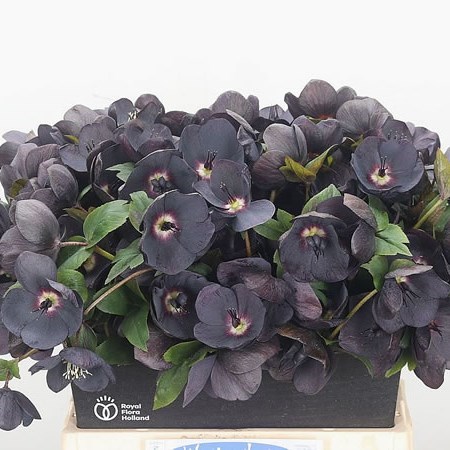 Hellebores Royal Maroon