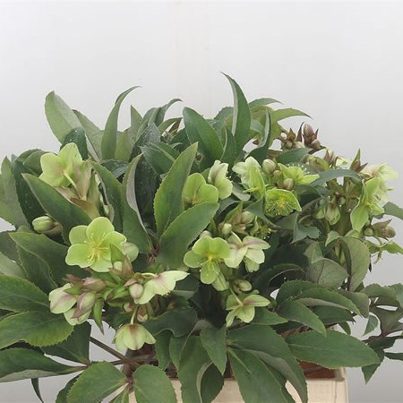 Hellebores Sterni