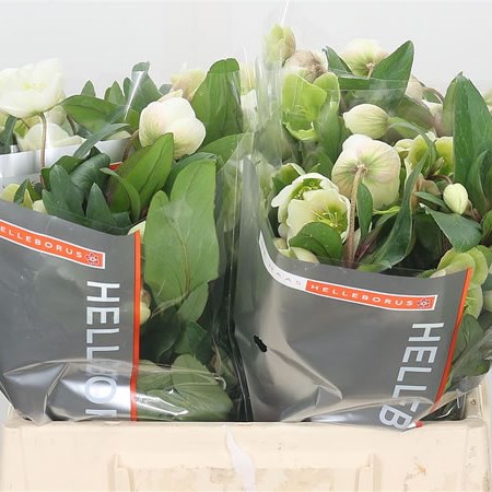 Hellebores Winterbells