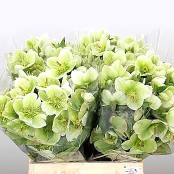 Hellebores Molly's White