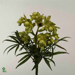 Hellebores foetidus