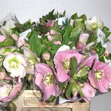 Hellebores Queens Light Pink