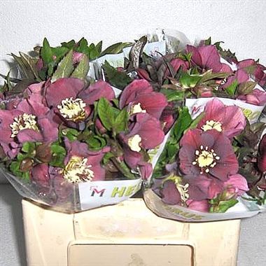 Hellebores Queens Red