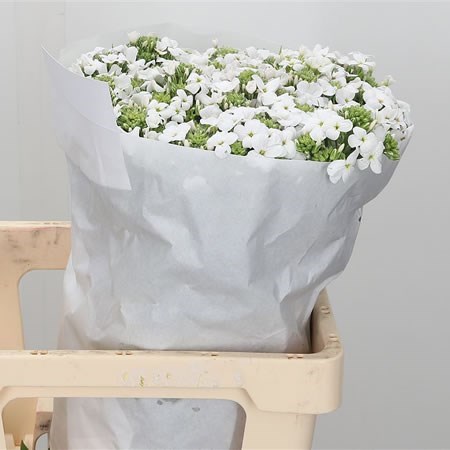 Hesperis