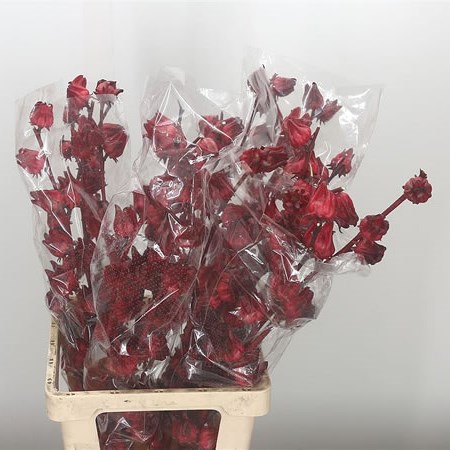 Hibiscus Red