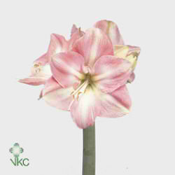 Hippeastrum Darling