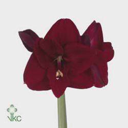 Hippeastrum Grand Cru