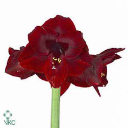 Hippeastrum Loyalty