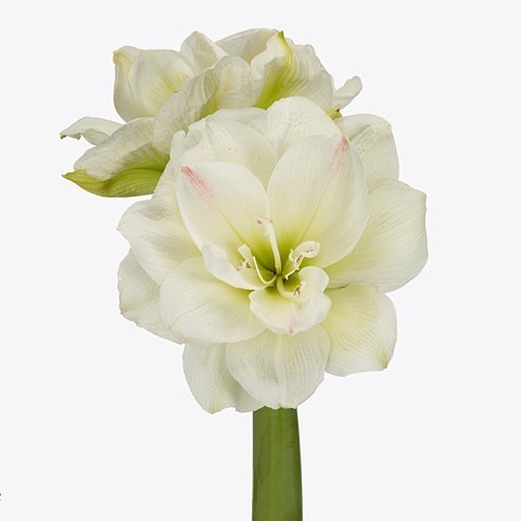 Hippeastrum Amadeus