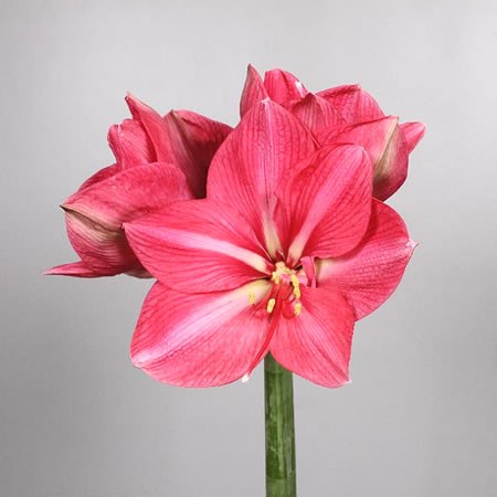 Hippeastrum Hercules