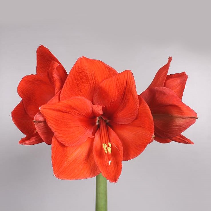 Hippeastrum Jaffa