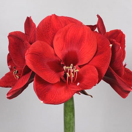 Hippeastrum Liberty