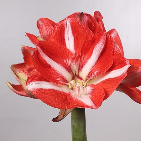 Hippeastrum Mega Star