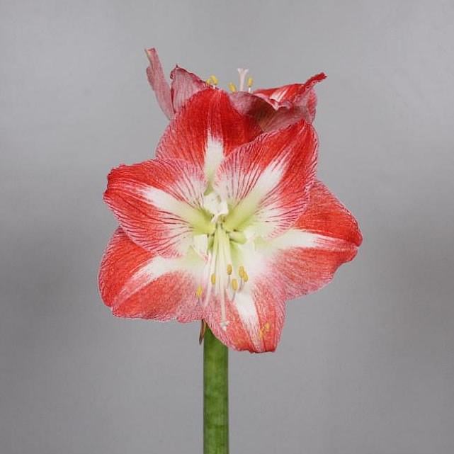Hippeastrum Minerva