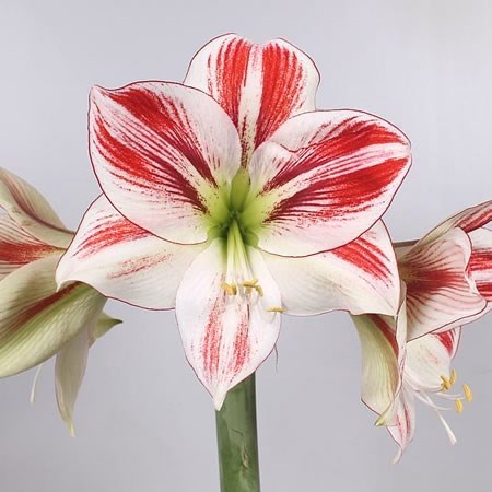 Hippeastrum Ambiance