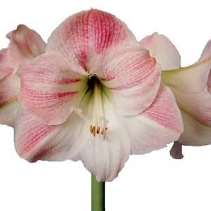 Hippeastrum Apple Blossom