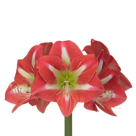 Hippeastrum Avanti