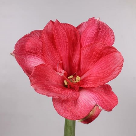 Hippeastrum Bolero