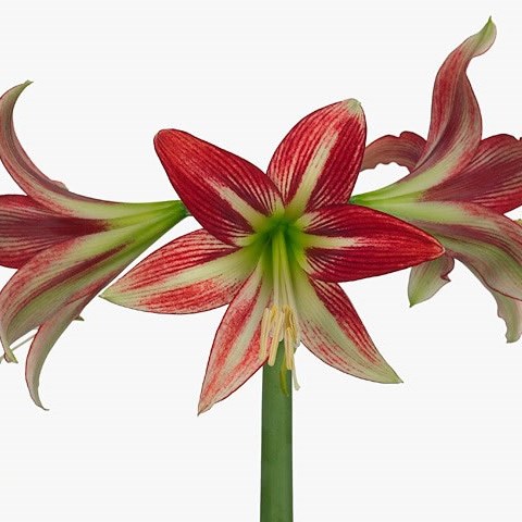 Hippeastrum Cajun