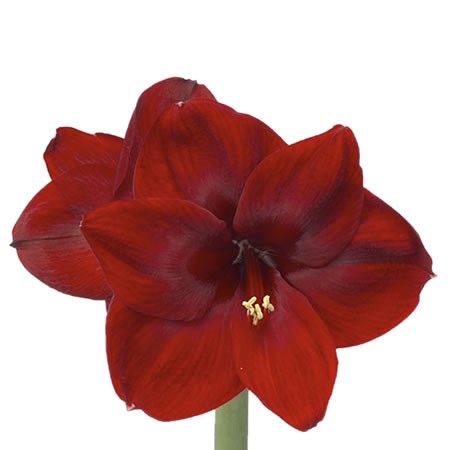 Hippeastrum Carmen