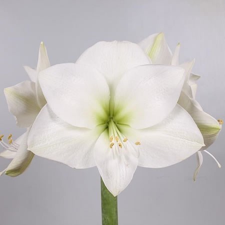 Hippeastrum Casablanca