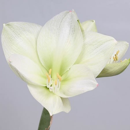 Hippeastrum Challenger