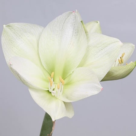 Hippeastrum Challenger