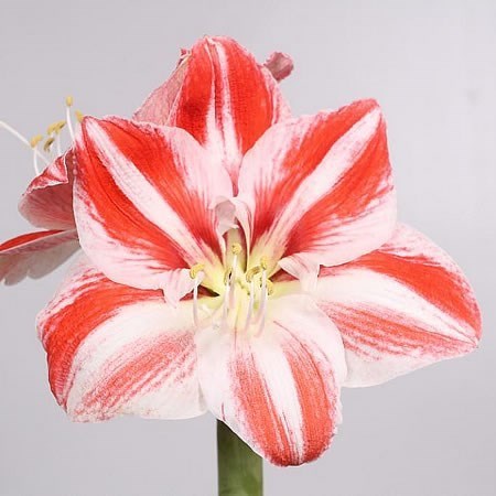 Hippeastrum Clown