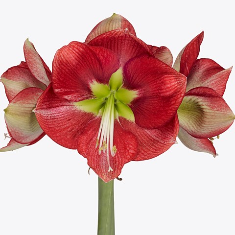 Hippeastrum Coral Flame