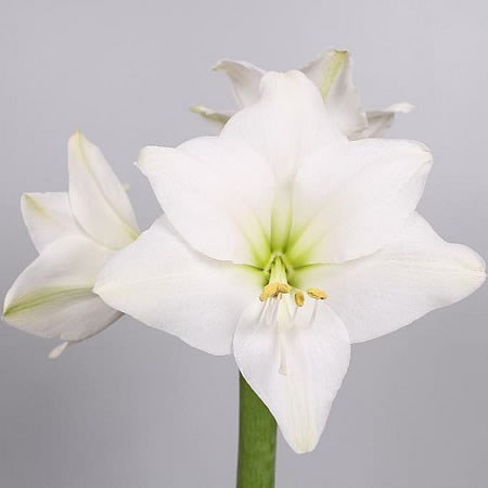 Hippeastrum Costa Blanca