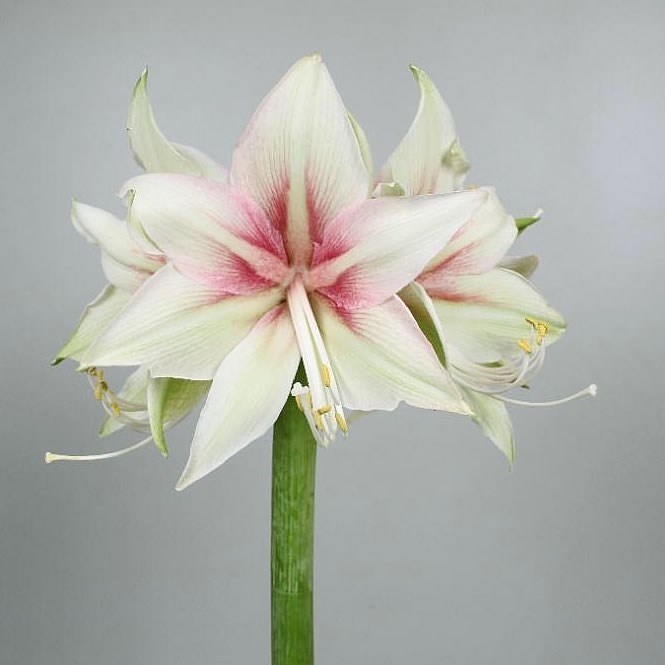 Hippeastrum Dance Valley