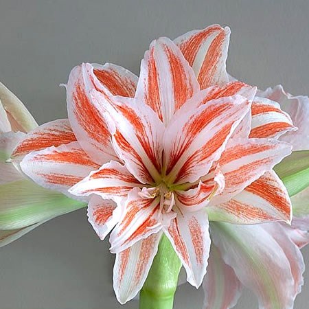Hippeastrum Dancing Queen