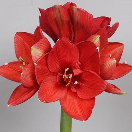 Hippeastrum Ferrari