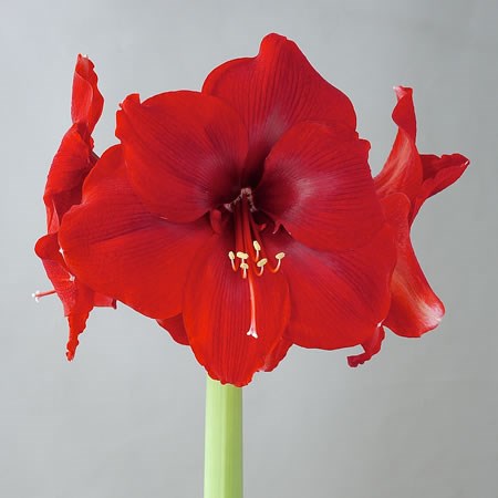 Hippeastrum Galaxy Magnum