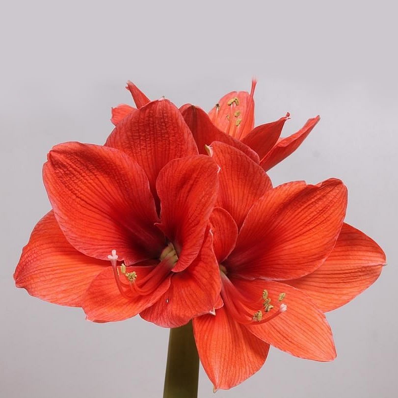 Hippeastrum Gold Medal