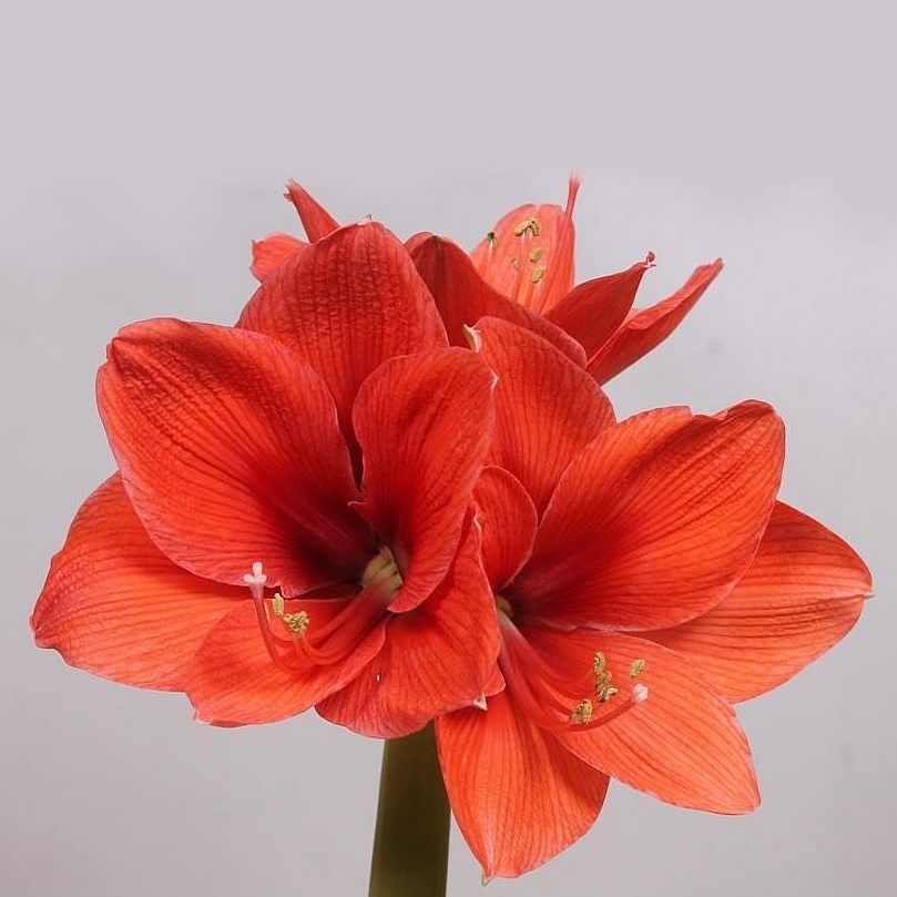 Hippeastrum Gold Medal