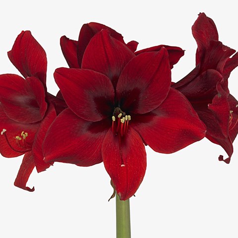 Hippeastrum Grand Diva