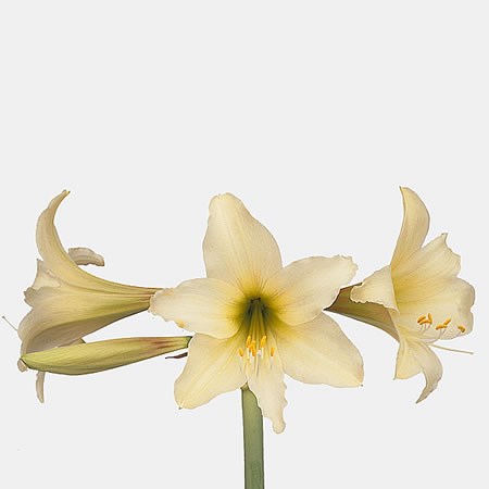 Hippeastrum Helios (Miniature)