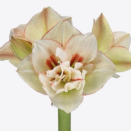 Hippeastrum Irinia