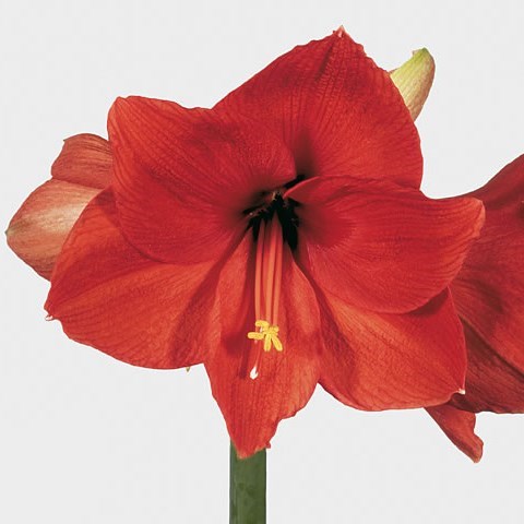 Hippeastrum Jaffa