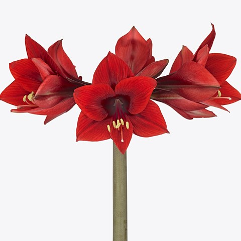 Hippeastrum Leuchtfeuer