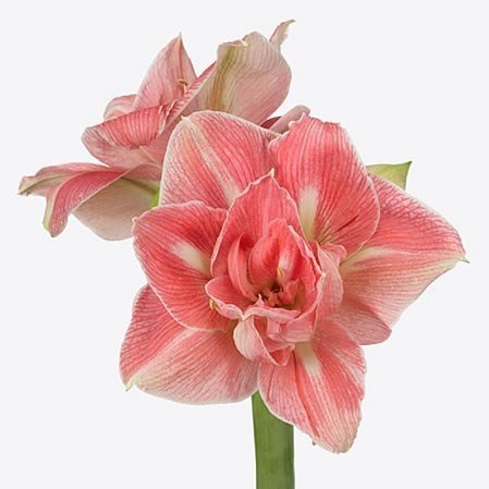 Hippeastrum Lovely Nymph