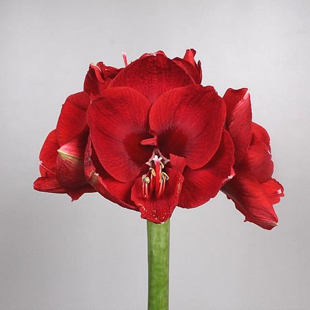 Hippeastrum Loyalty