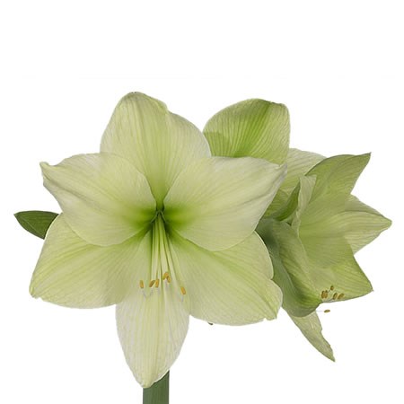 Hippeastrum Luna