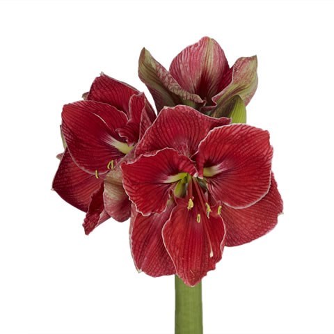 Hippeastrum Magical Touch
