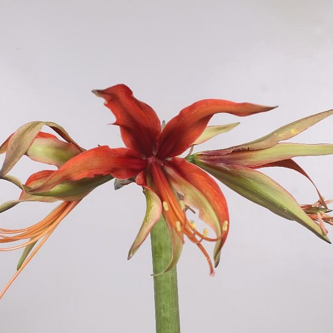 Hippeastrum Merenque