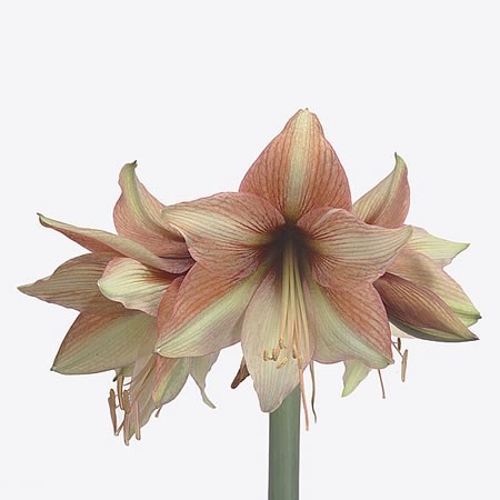 Hippeastrum Mocca
