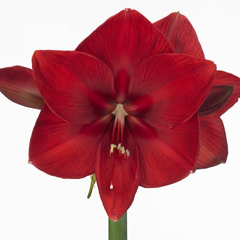 Hippeastrum Moulin Rouge